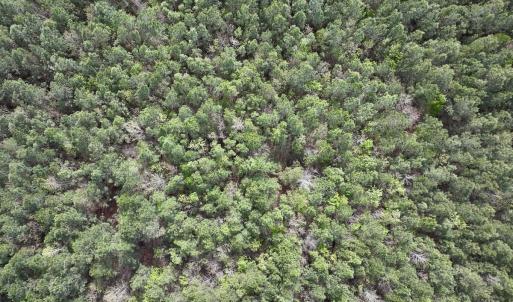 Photo #9 of Lot 23 Guinea Mill Rd, Ernul, NC 25.0 acres