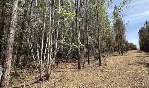 Photo #13 of Lot 23 Guinea Mill Rd, Ernul, NC 25.0 acres
