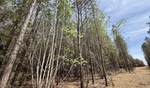 Photo #14 of Lot 23 Guinea Mill Rd, Ernul, NC 25.0 acres