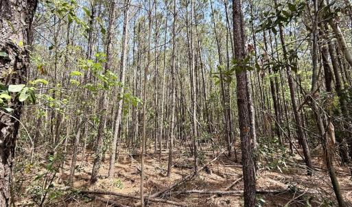 Photo #15 of Lot 23 Guinea Mill Rd, Ernul, NC 25.0 acres
