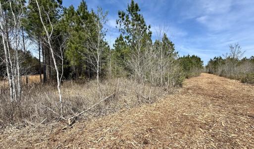 Photo #16 of Lot 23 Guinea Mill Rd, Ernul, NC 25.0 acres