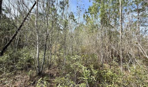 Photo #17 of Lot 23 Guinea Mill Rd, Ernul, NC 25.0 acres