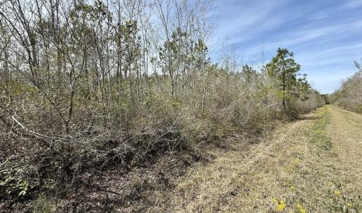 Photo #18 of Lot 23 Guinea Mill Rd, Ernul, NC 25.0 acres