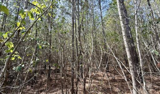 Photo #19 of Lot 23 Guinea Mill Rd, Ernul, NC 25.0 acres