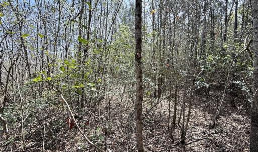Photo #20 of Lot 23 Guinea Mill Rd, Ernul, NC 25.0 acres