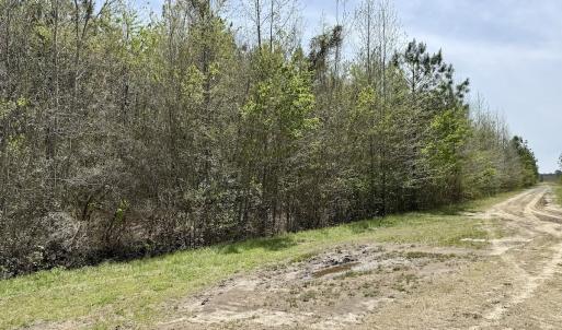 Photo #21 of Lot 23 Guinea Mill Rd, Ernul, NC 25.0 acres