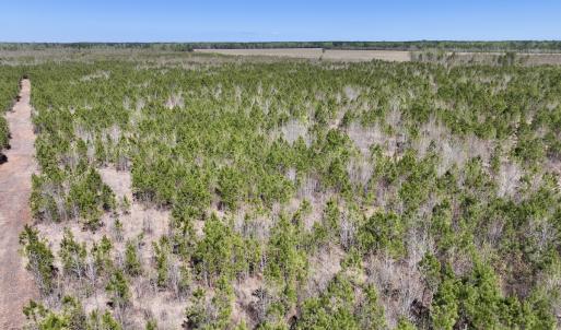 Photo #10 of Lot 11 Guinea Mill Rd, Ernul, NC 35.0 acres