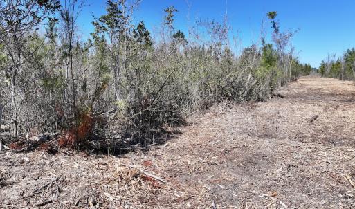 Photo #11 of Lot 11 Guinea Mill Rd, Ernul, NC 35.0 acres