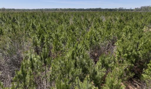 Photo #12 of Lot 11 Guinea Mill Rd, Ernul, NC 35.0 acres