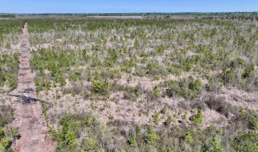 Photo #14 of Lot 11 Guinea Mill Rd, Ernul, NC 35.0 acres