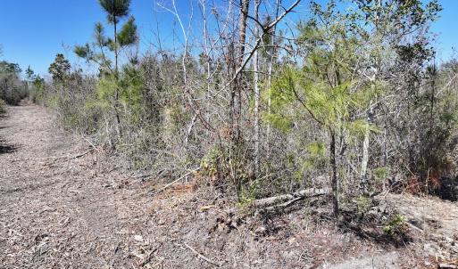 Photo #16 of Lot 11 Guinea Mill Rd, Ernul, NC 35.0 acres