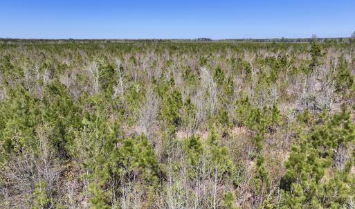 Photo #17 of Lot 11 Guinea Mill Rd, Ernul, NC 35.0 acres