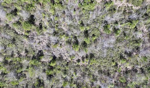 Photo #19 of Lot 11 Guinea Mill Rd, Ernul, NC 35.0 acres