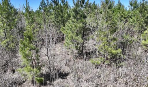 Photo #20 of Lot 11 Guinea Mill Rd, Ernul, NC 35.0 acres