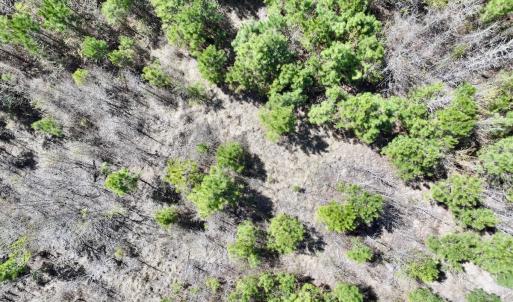 Photo #5 of Lot 11 Guinea Mill Rd, Ernul, NC 35.0 acres