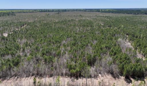 Photo #6 of Lot 11 Guinea Mill Rd, Ernul, NC 35.0 acres