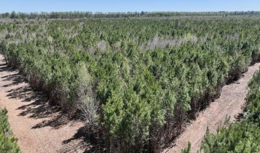 Photo #8 of Lot 11 Guinea Mill Rd, Ernul, NC 35.0 acres