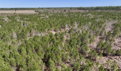 Photo #9 of Lot 11 Guinea Mill Rd, Ernul, NC 35.0 acres