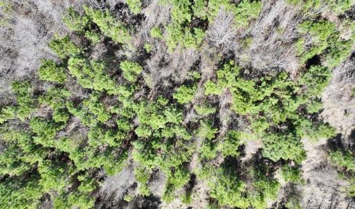 Photo #21 of Lot 11 Guinea Mill Rd, Ernul, NC 35.0 acres