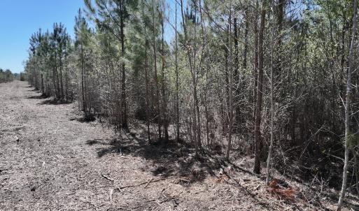 Photo #22 of Lot 11 Guinea Mill Rd, Ernul, NC 35.0 acres