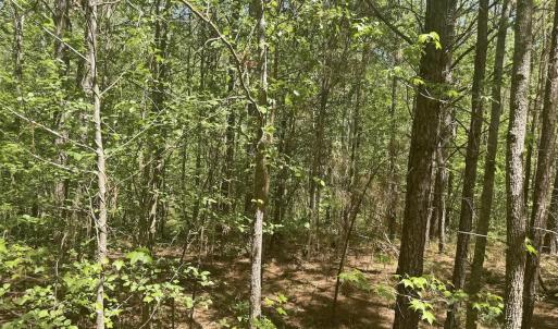 Photo #16 of Off of NC 109, Wadesboro, NC 10.0 acres