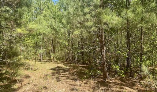 Photo #26 of Off of NC 109, Wadesboro, NC 10.0 acres