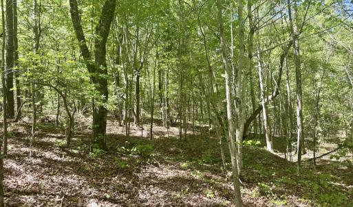 Photo #27 of Off of NC 109, Wadesboro, NC 10.0 acres