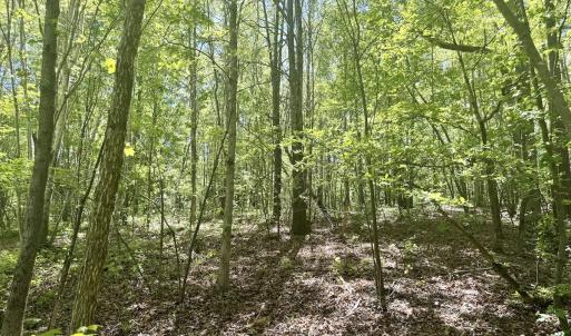 Photo #28 of Off of NC 109, Wadesboro, NC 10.0 acres