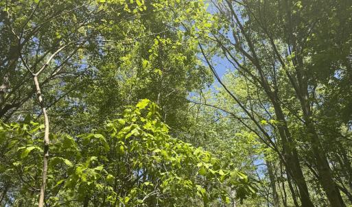 Photo #29 of Off of NC 109, Wadesboro, NC 10.0 acres