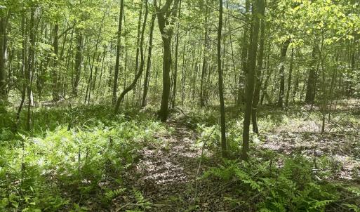 Photo #30 of Off of NC 109, Wadesboro, NC 10.0 acres