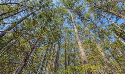 Photo #24 of 17643 Efird Road, Albemarle, NC 71.5 acres