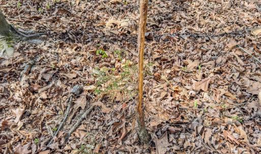 Photo #31 of 17643 Efird Road, Albemarle, NC 71.5 acres