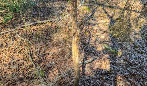 Photo #43 of 17643 Efird Road, Albemarle, NC 71.5 acres