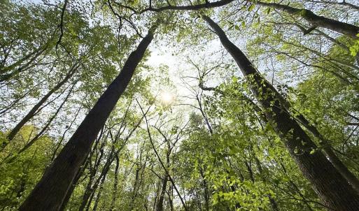 Photo #18 of Off Mamie Rd, Wilson, NC 18.7 acres