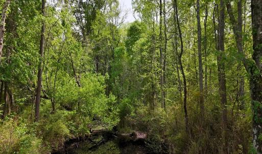 Photo #20 of Off Mamie Rd, Wilson, NC 18.7 acres