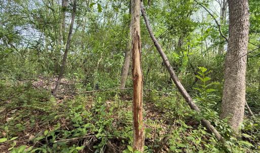 Photo #24 of Off Mamie Rd, Wilson, NC 18.7 acres