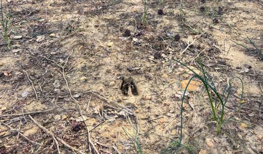 Photo #25 of Off Mamie Rd, Wilson, NC 18.7 acres