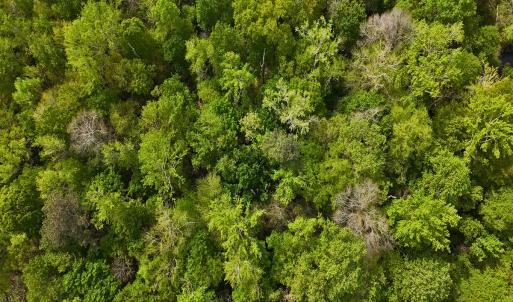 Photo #26 of Off Mamie Rd, Wilson, NC 18.7 acres