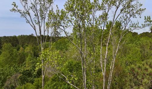 Photo #27 of Off Mamie Rd, Wilson, NC 18.7 acres