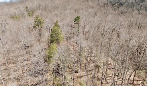 Photo #19 of Off of Greens Chapel Lane, Dungannon, VA 60.5 acres
