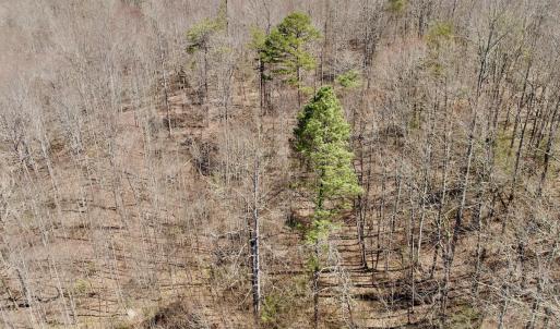 Photo #36 of Off of Greens Chapel Lane, Dungannon, VA 60.5 acres