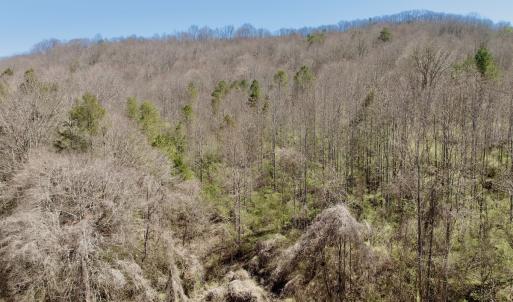 Photo #29 of Off of Greens Chapel Lane, Dungannon, VA 60.5 acres