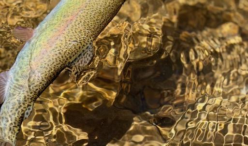 Photo #5 of Off of Greens Chapel Lane, Dungannon, VA 60.5 acres