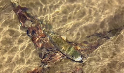 Photo #48 of Off of Greens Chapel Lane, Dungannon, VA 60.5 acres