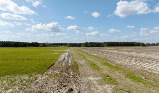 Photo #11 of  Off of Black Mingle Road, Gates, NC 82.0 acres