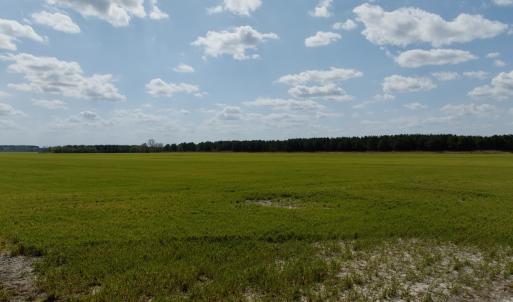 Photo #12 of  Off of Black Mingle Road, Gates, NC 82.0 acres