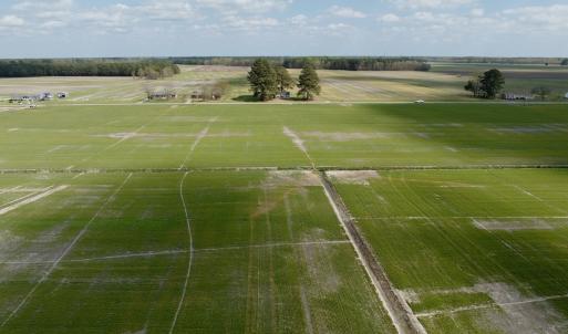 Photo #15 of  Off of Black Mingle Road, Gates, NC 82.0 acres