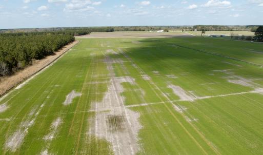 Photo #17 of  Off of Black Mingle Road, Gates, NC 82.0 acres