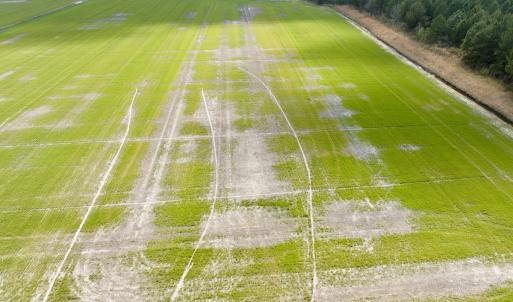 Photo #4 of  Off of Black Mingle Road, Gates, NC 82.0 acres