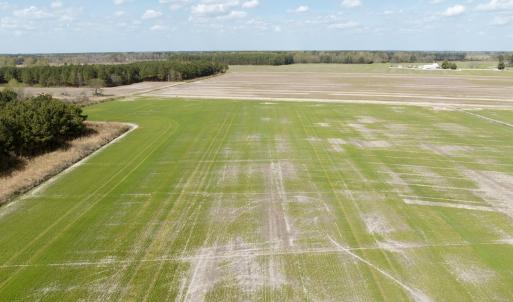 Photo #5 of  Off of Black Mingle Road, Gates, NC 82.0 acres